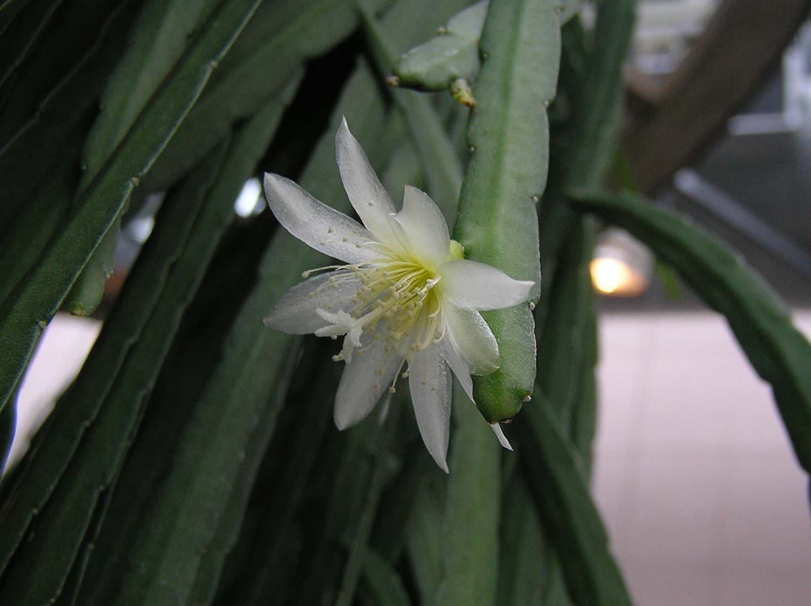 Lymanbensonia crenata (Britton) Doweld