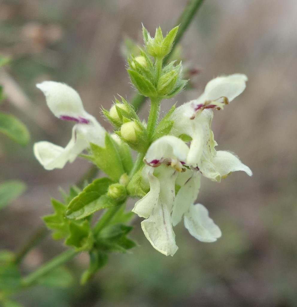 Stachys recta L.