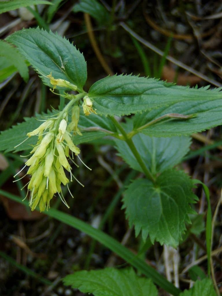 Paederota lutea Scop.