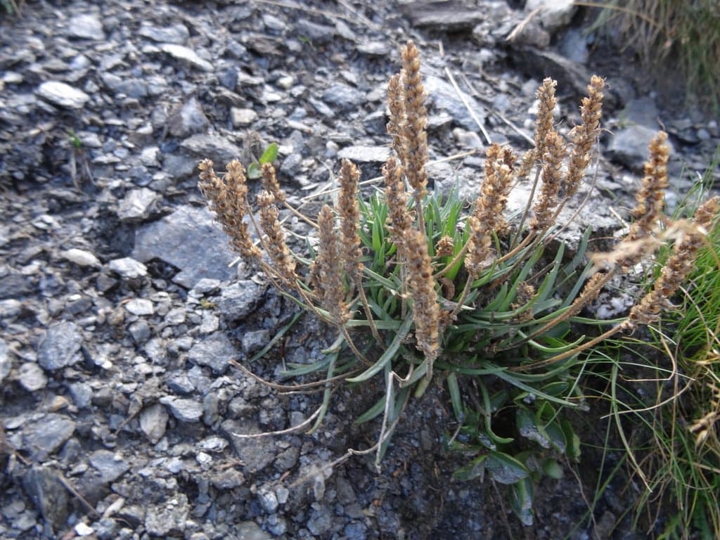 Plantago alpina L.