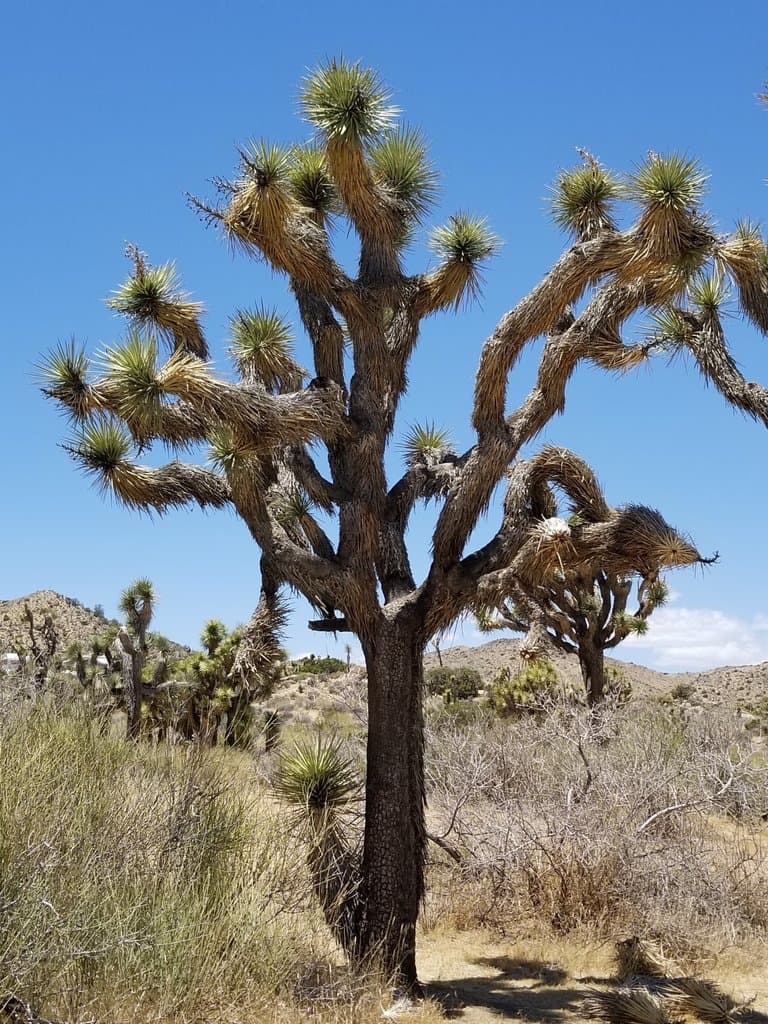 Yucca brevifolia Engelm.