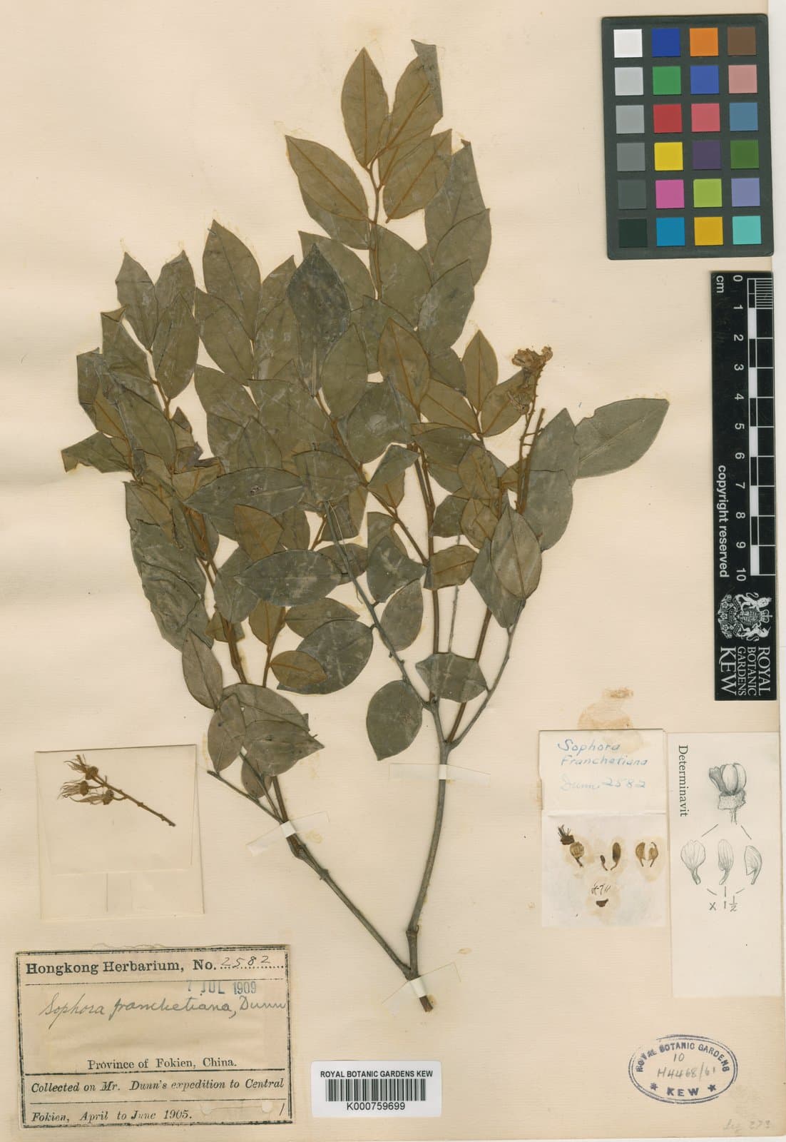 Sophora franchetiana Dunn