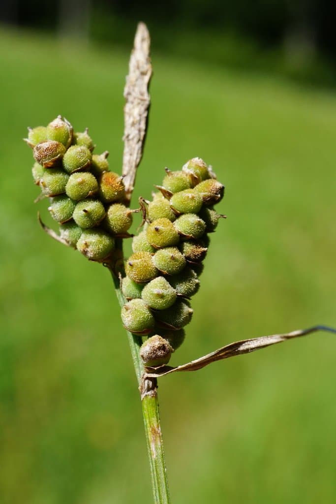Carex tomentosa L.