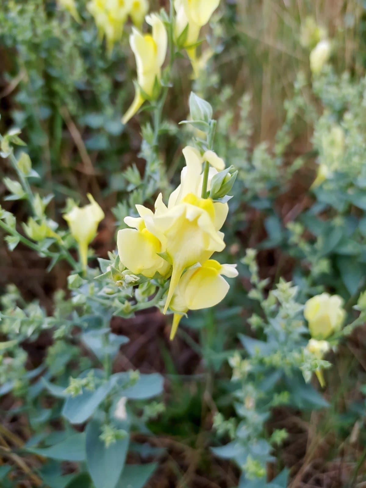 Linaria dalmatica (L.) Mill.