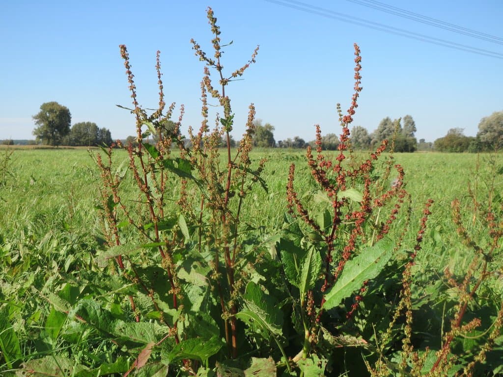 Rumex obtusifolius L.