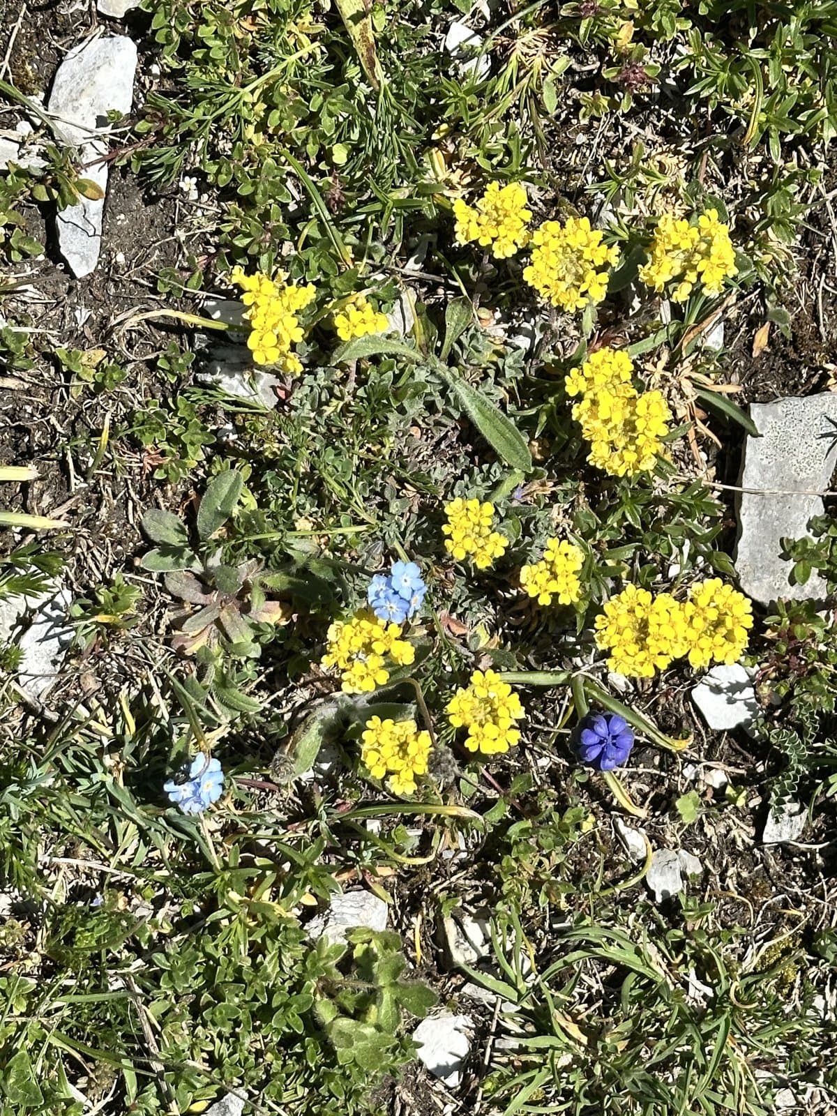 Alyssum diffusum Ten.