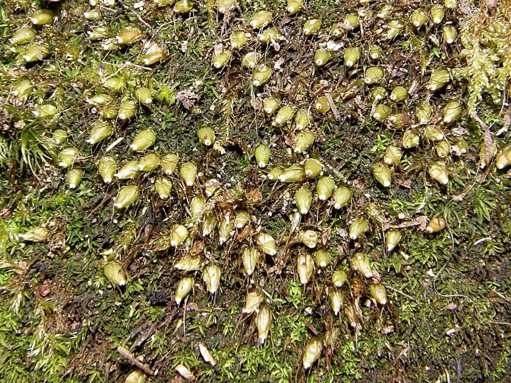 Diphyscium foliosum (Hedw.) D.Mohr