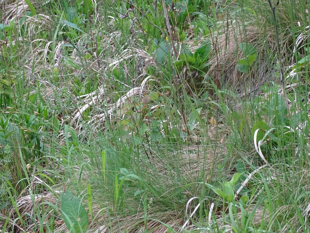 Festuca amethystina var. dijimilensis (Hack. ex Boiss.) St.-Yves