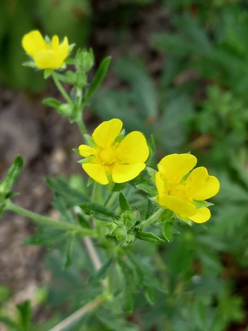 Potentilla rhenana P.J.Müll. ex Zimmeter