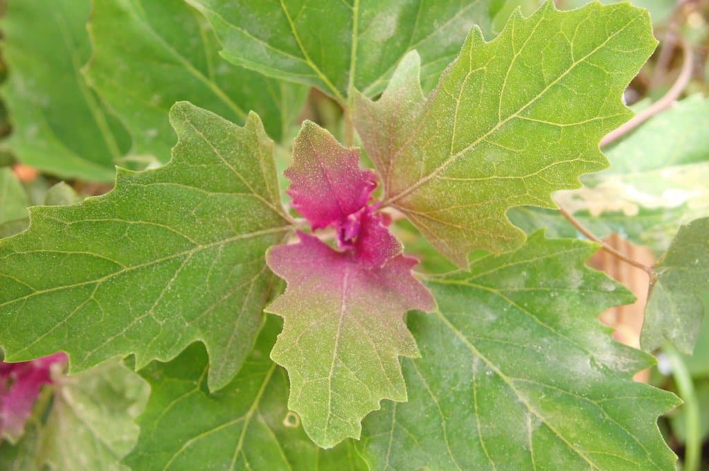 Chenopodium giganteum D.Don