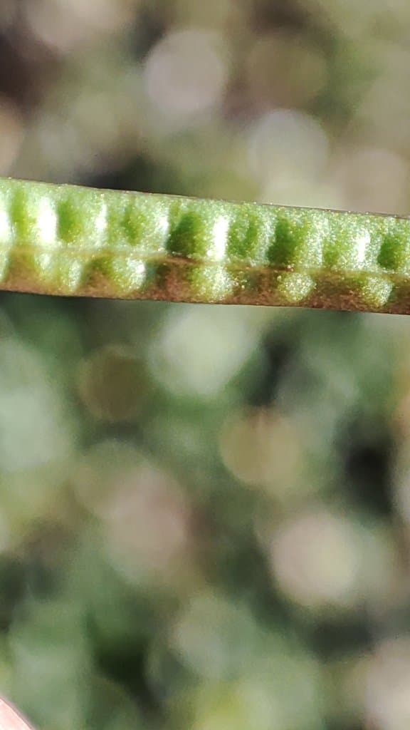 Diplotaxis erucoides (L.) DC.