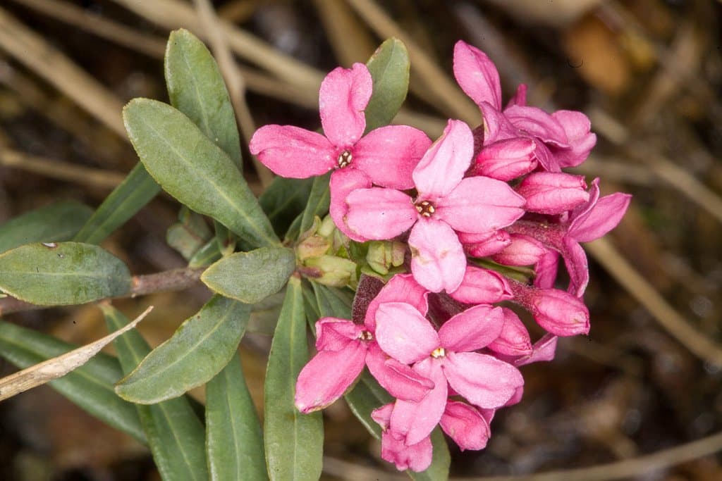 Daphne cneorum L.