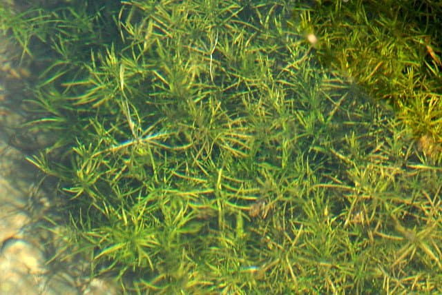 Callitriche hamulata Kütz. ex W.D.J.Koch