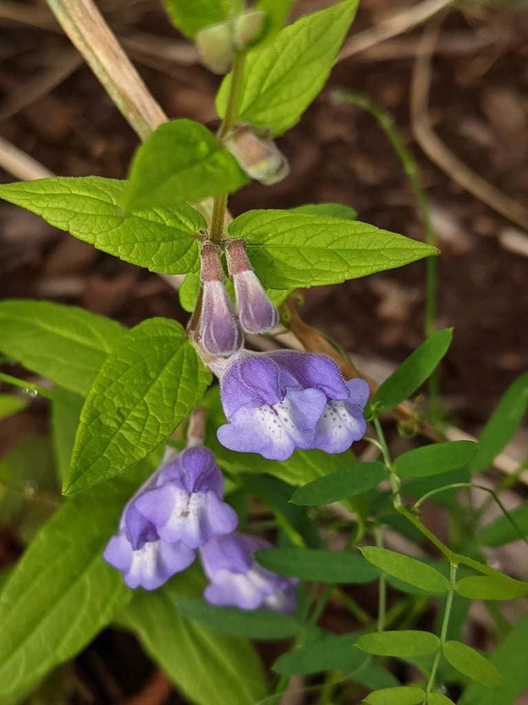 Scutellaria galericulata L.
