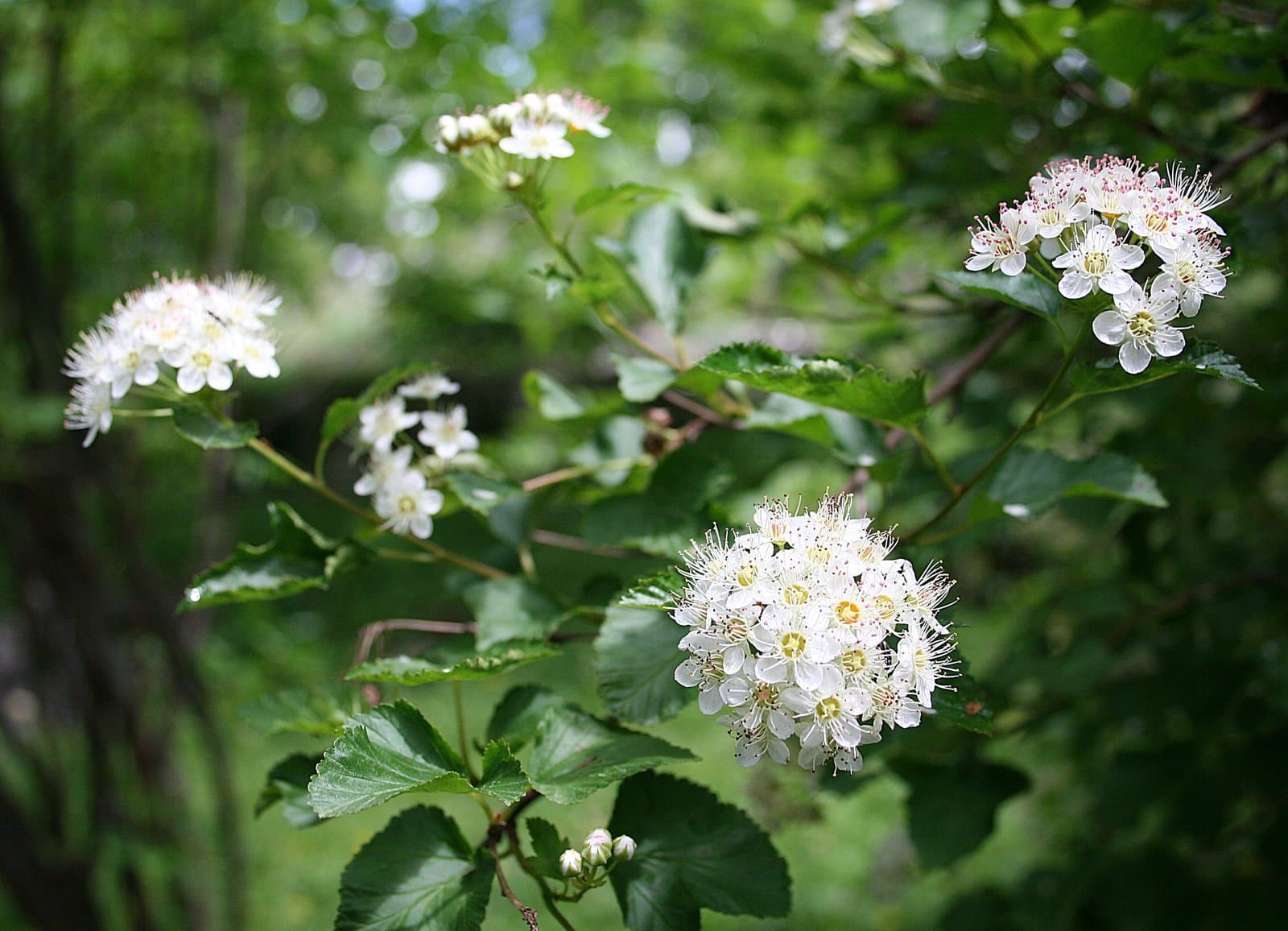 Physocarpus opulifolius (L.) Maxim.