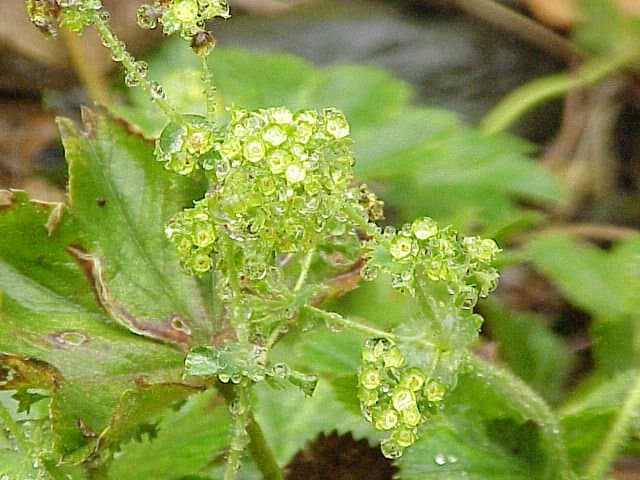 Alchemilla flabellata Buser