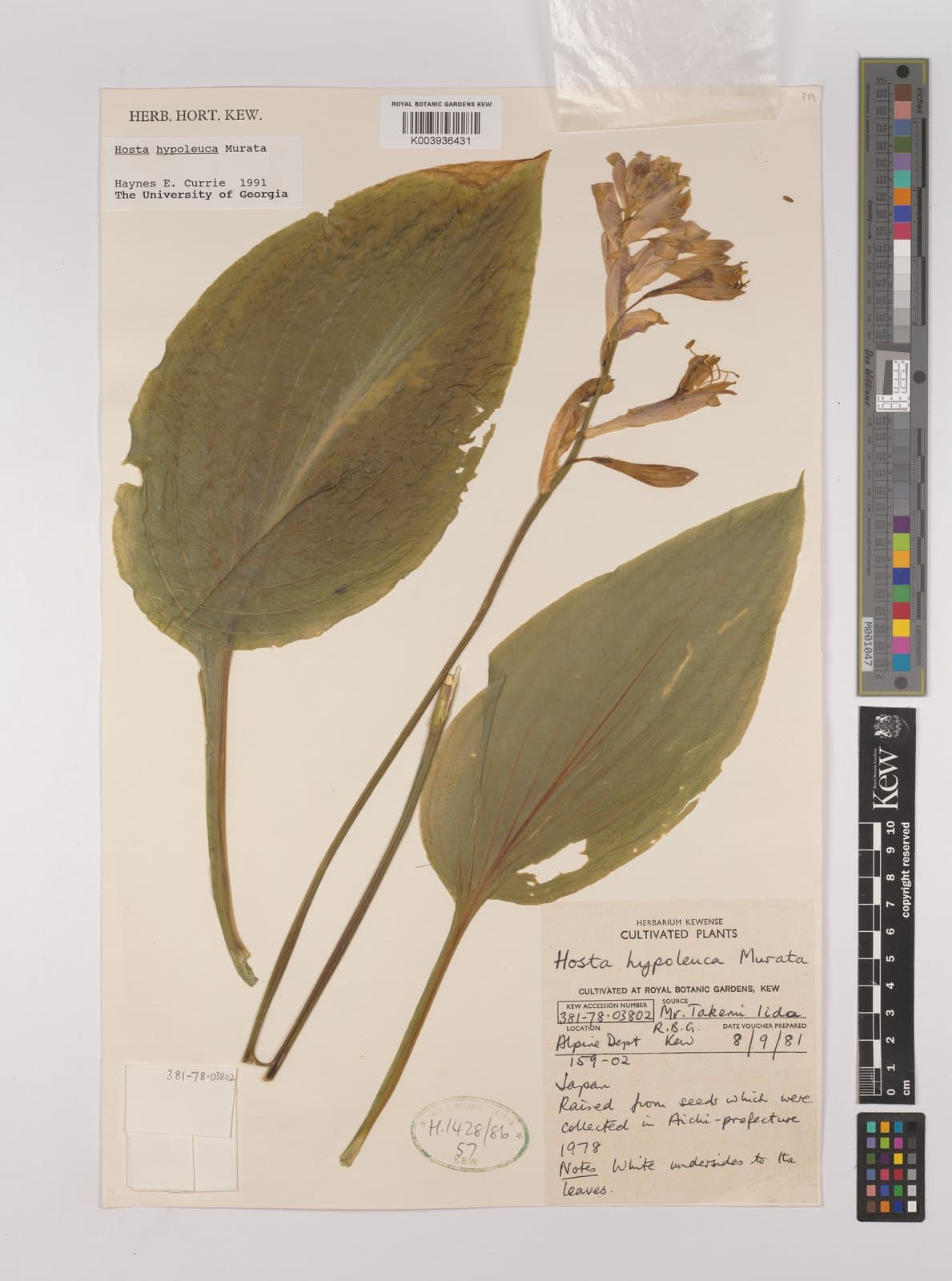 Hosta hypoleuca Murata