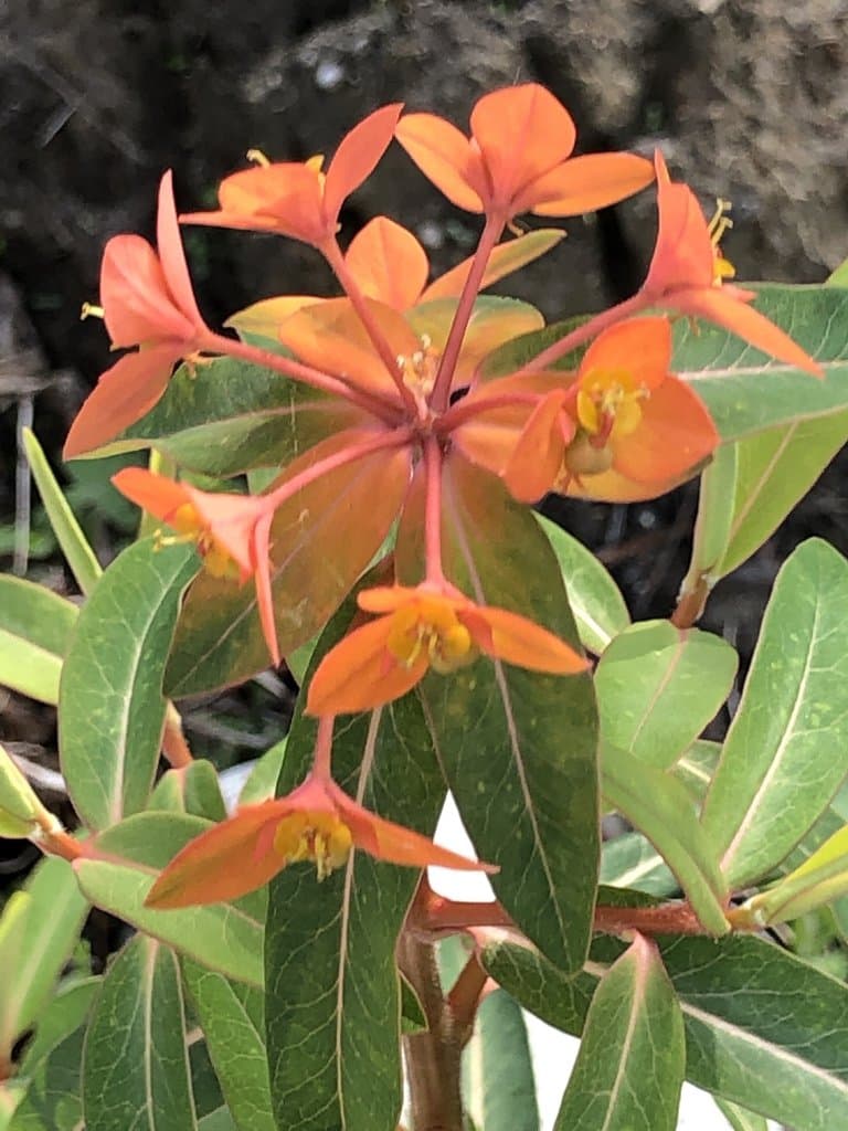 Euphorbia griffithii Hook.f.