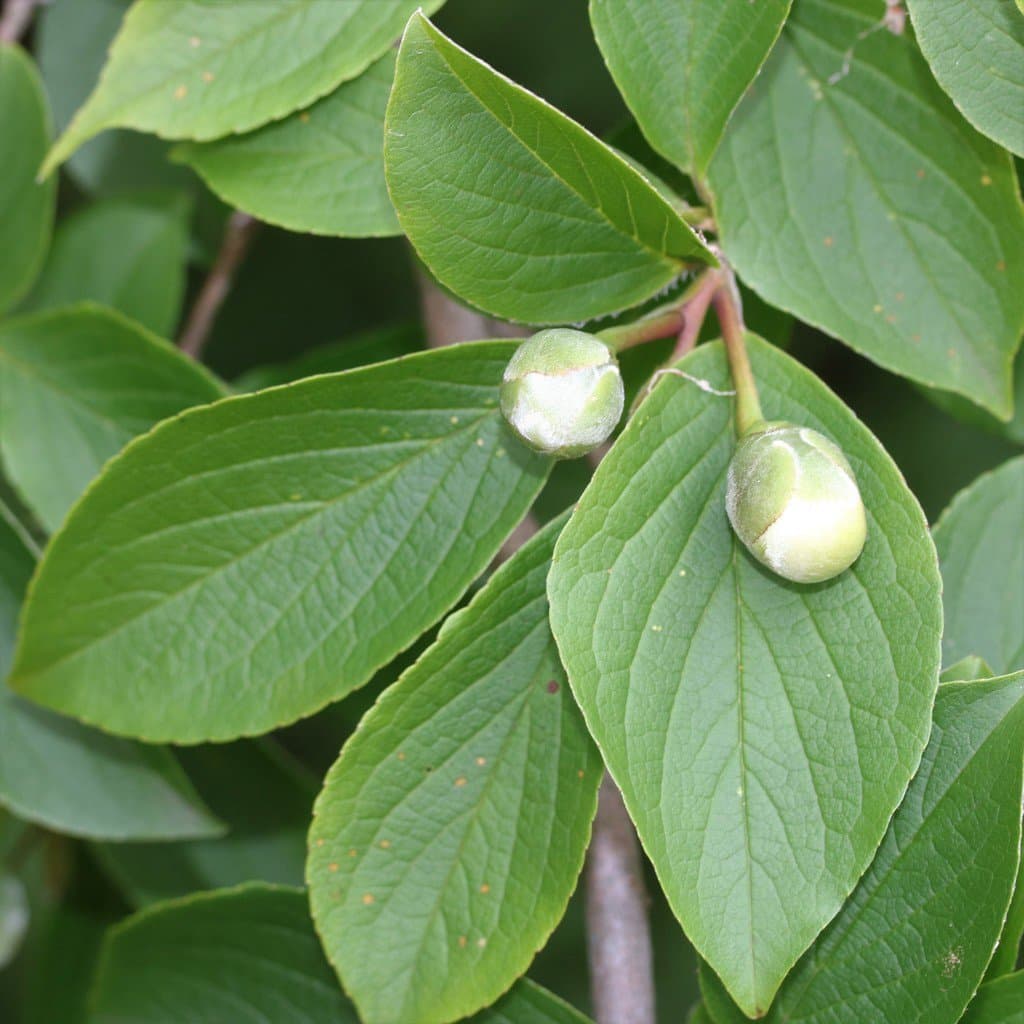 Stewartia pseudocamellia Maxim.