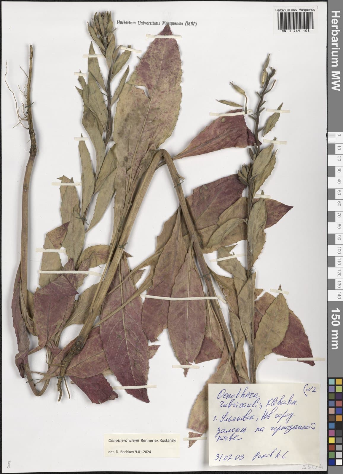 Oenothera ×wienii Renner ex Rostanski