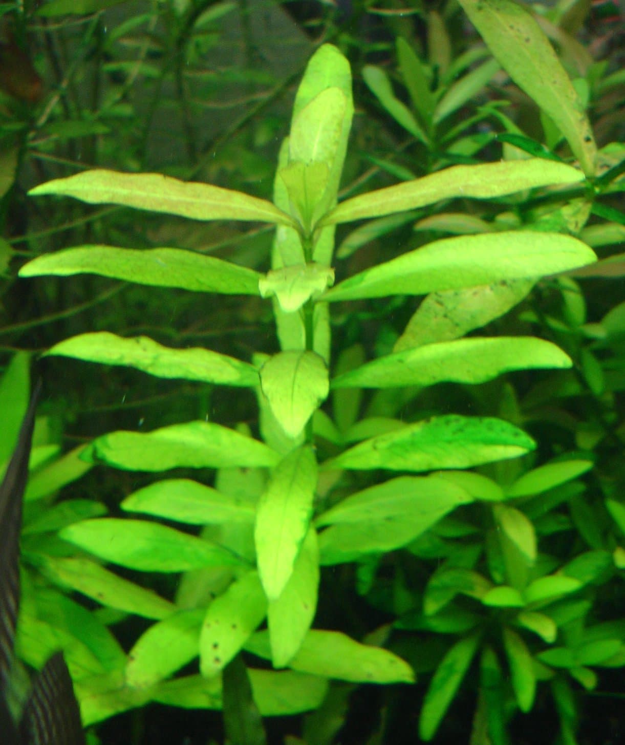 Hygrophila polysperma (Roxb.) T.Anderson