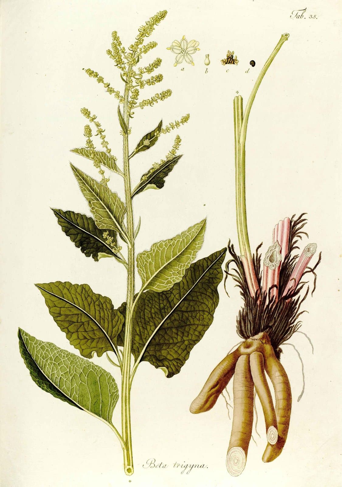 Beta trigyna Waldst. & Kit.