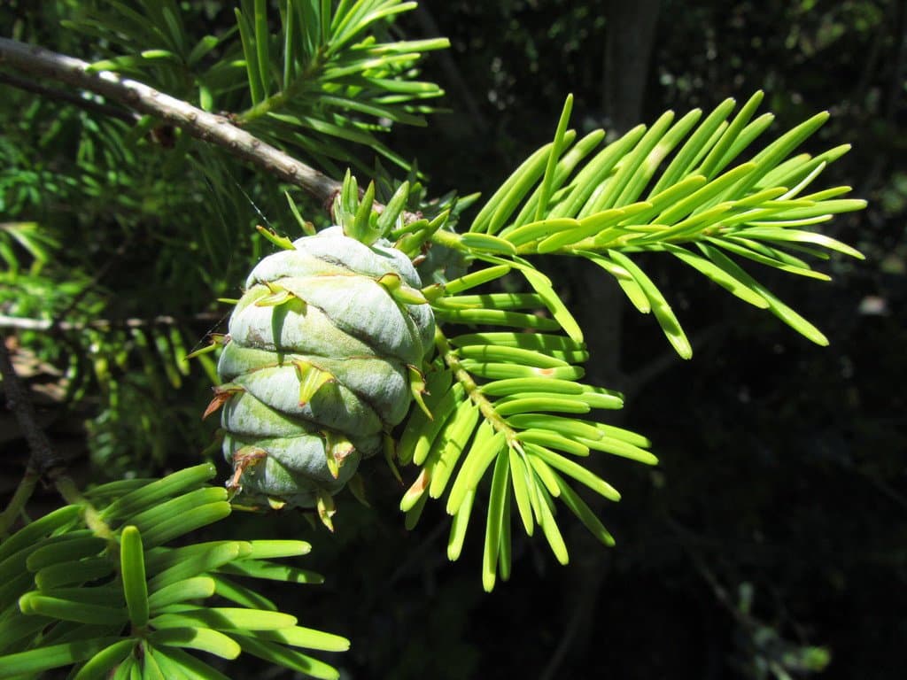 Pseudotsuga sinensis var. gaussenii (Flous) Silba