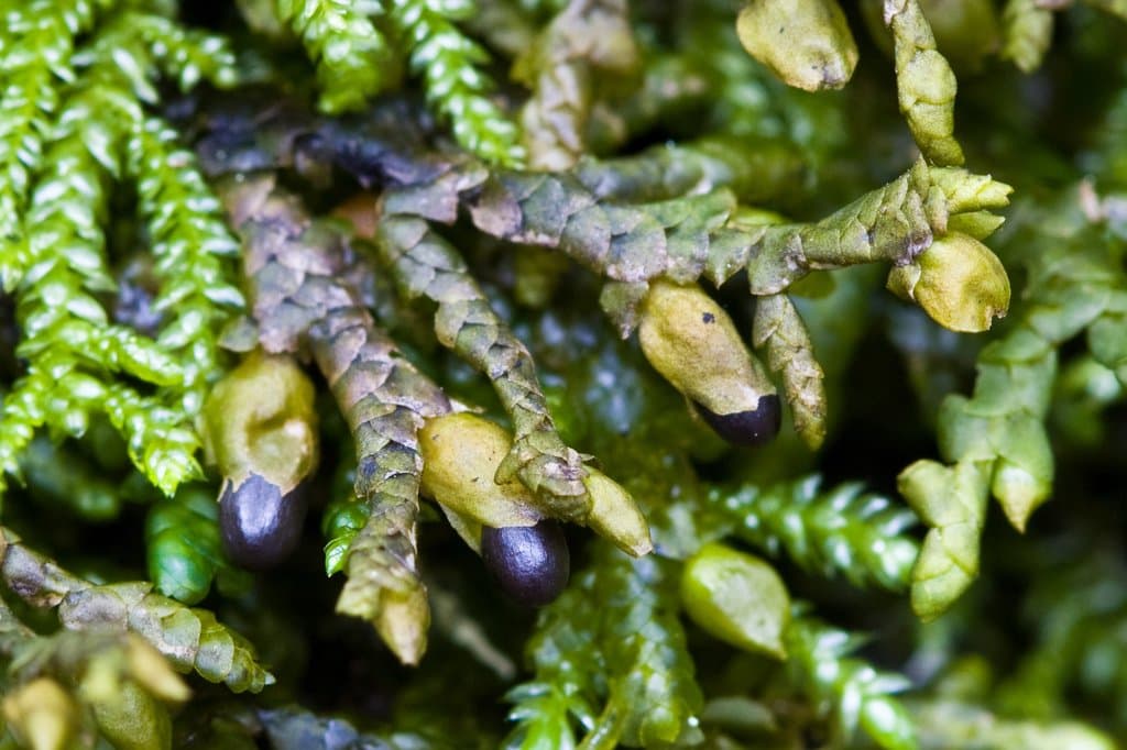 Porella cordaeana (Huebener) Moore