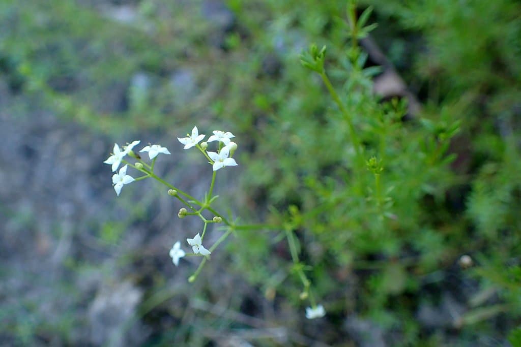Galium valdepilosum Heinr.Braun