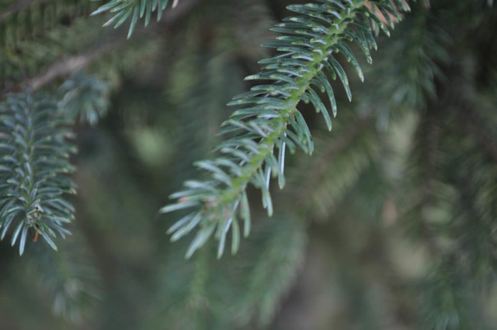 Picea likiangensis (Franch.) E.Pritz.