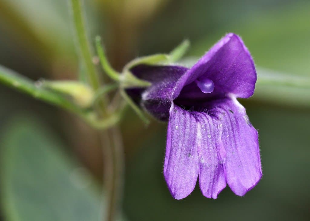 Adenosma glutinosa (L.) Druce