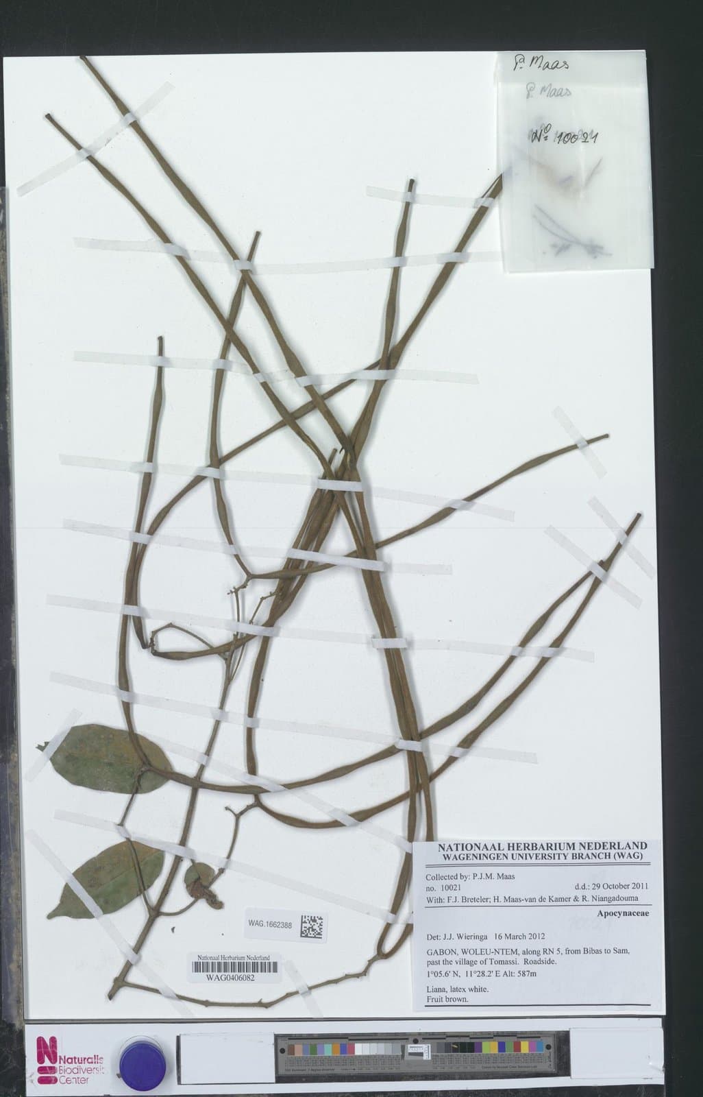 Baissea gracillima (K.Schum.) Hua
