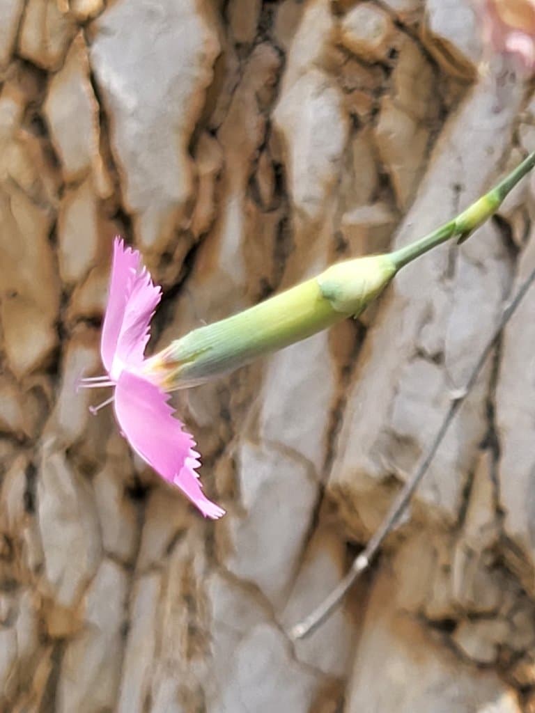 Dianthus sylvestris Wulfen