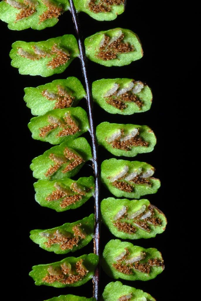 Asplenium trichomanes L.
