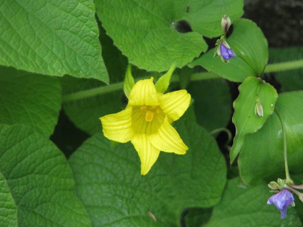 Thladiantha dubia Bunge