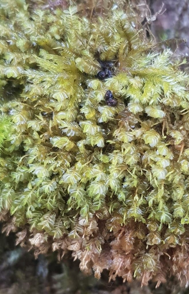 Plagiochila punctata (Taylor) Taylor