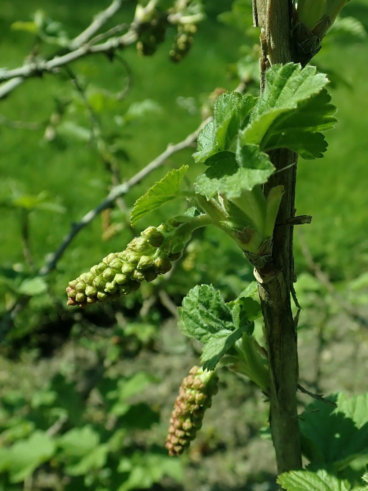 Ribes multiflorum Kit. ex Roem. & Schult.