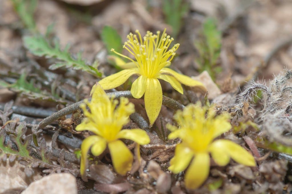 Corchorus erodioides Balf.fil.