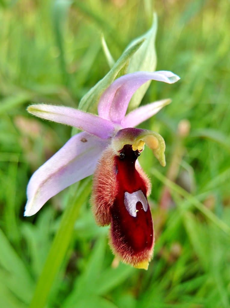 Ophrys lunulata Parl.