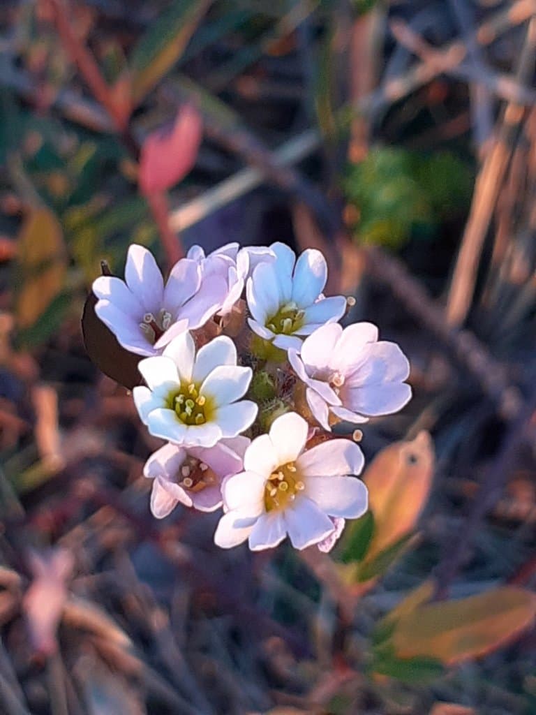 Berteroa mutabilis (Vent.) DC.