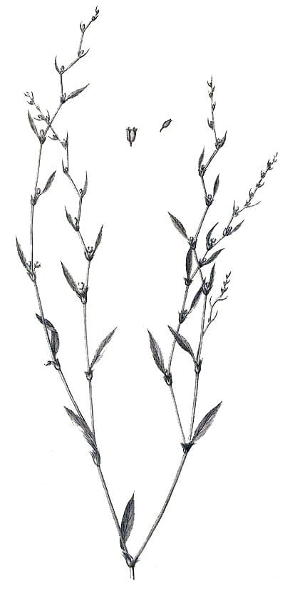 Polygonum bellardii All.