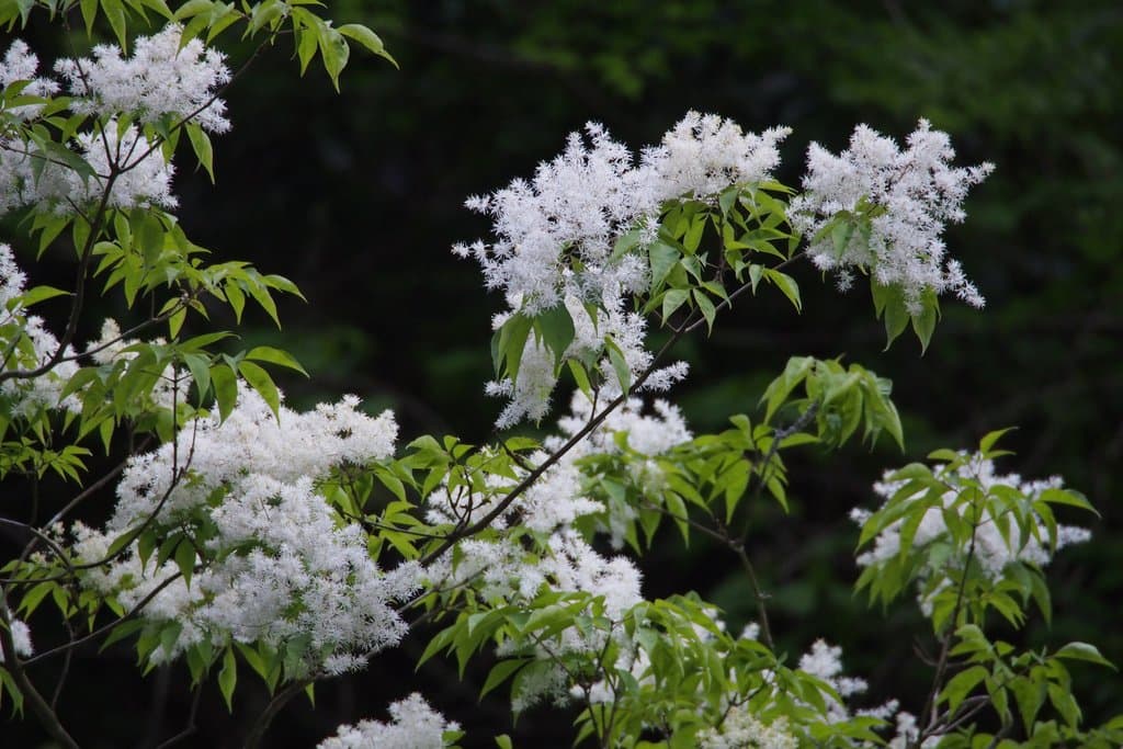 Fraxinus lanuginosa Koidz.