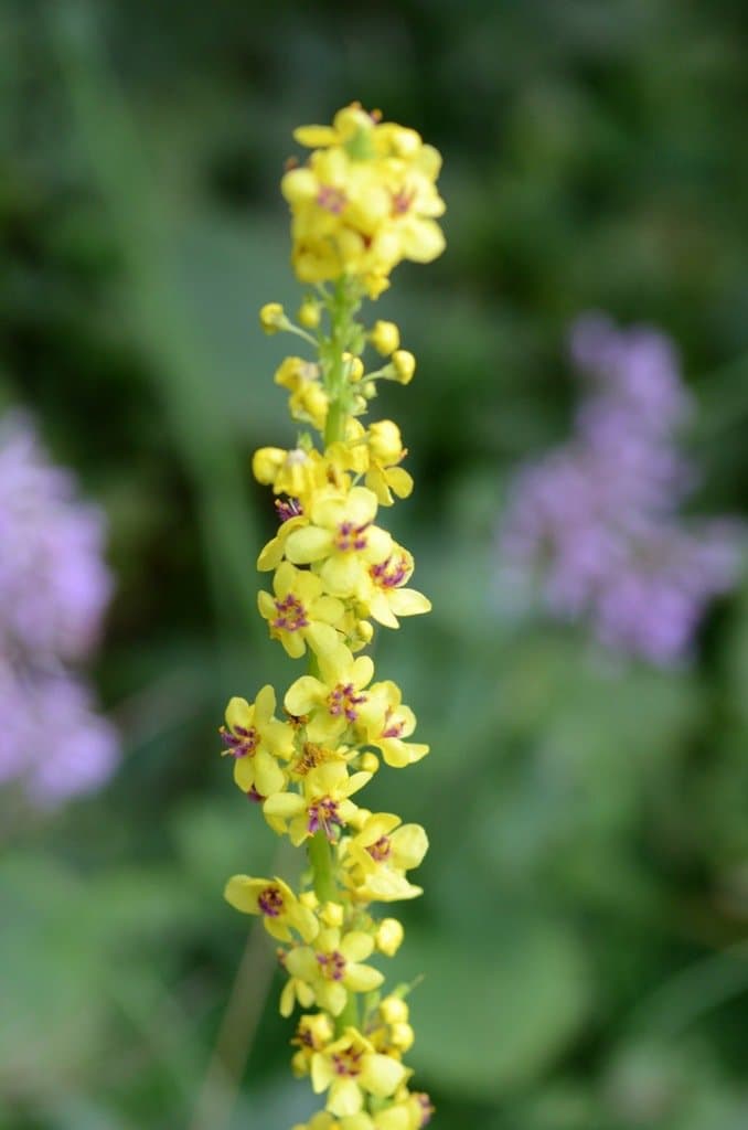 Verbascum chaixii Vill.