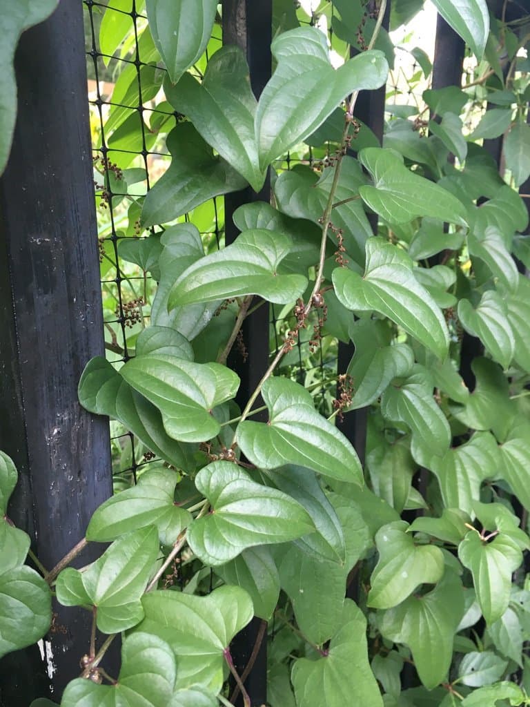 Dioscorea polystachya Turcz.