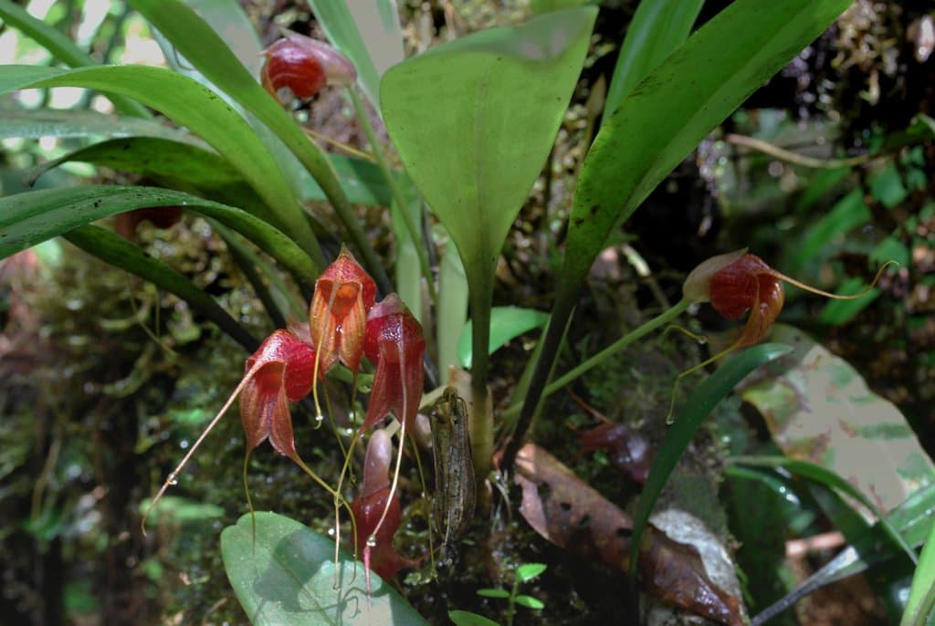 Masdevallia corniculata Rchb.f.