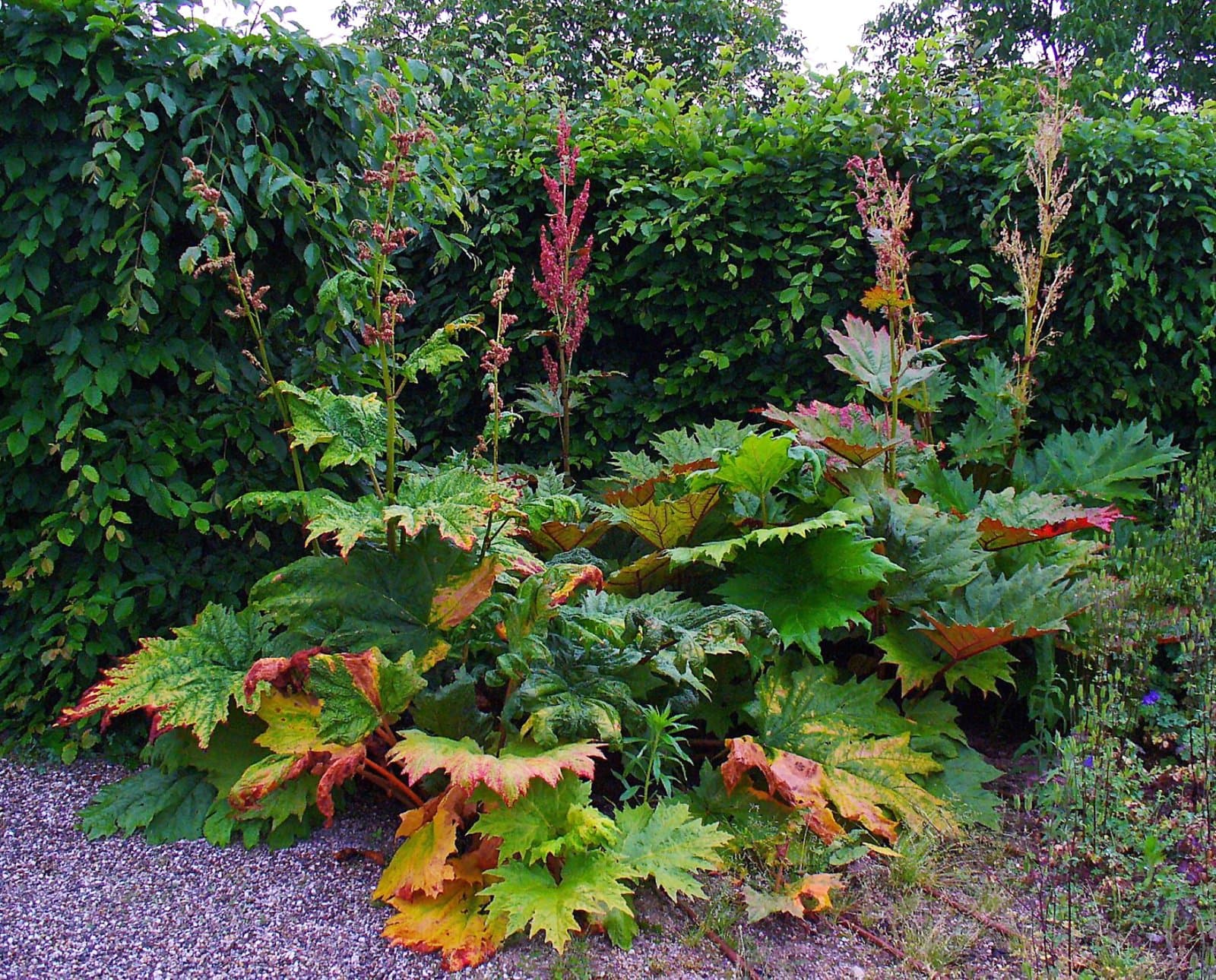 Rheum palmatum L.