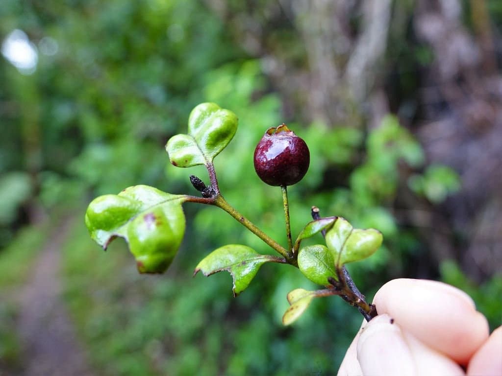 Lophomyrtus bullata (Sol. ex A.Cunn.) Burret