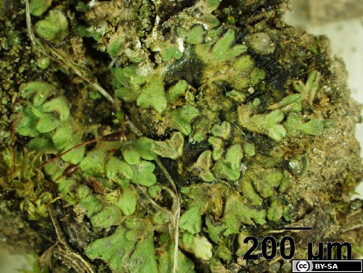 Riccia ligula Steph.