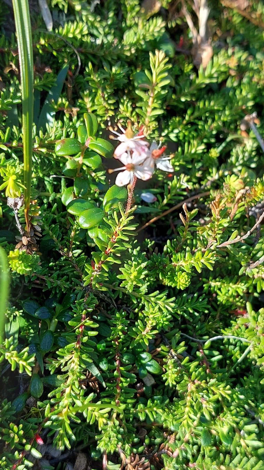 Bryanthus musciformis (Poir.) Nakai