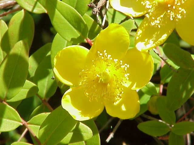 Hypericum ×moserianum André